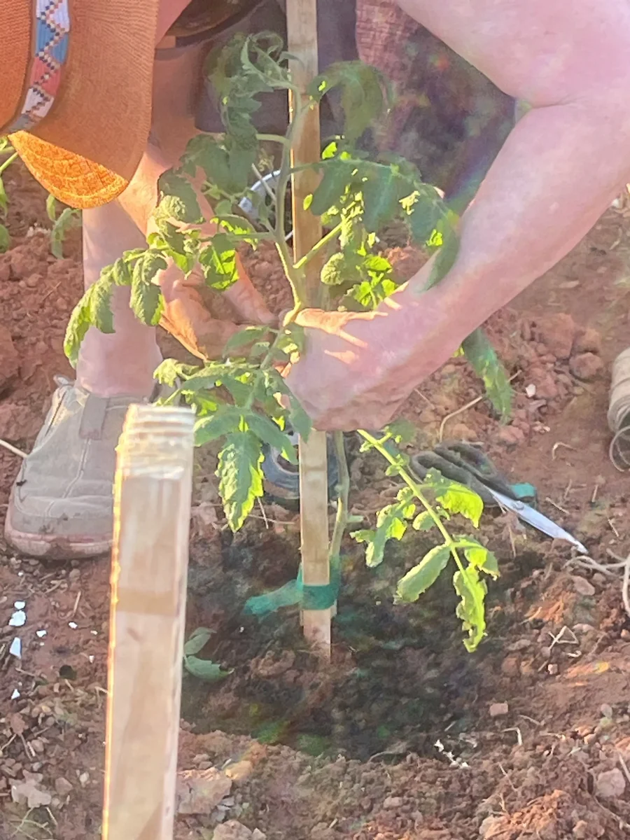 Me Tying Back Our Organic Produce, Grown from My Personal Seed Collection Acclimated to Our Desert Climate